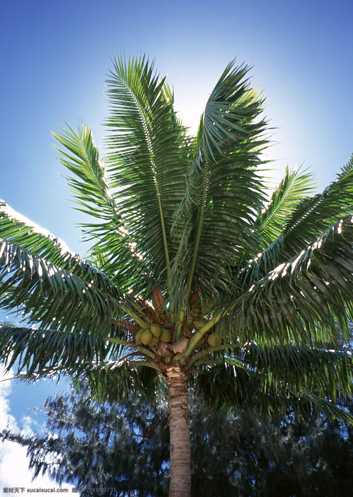 椰子树 旅游 风景区 夏威夷 夏威夷风光 悠闲 假日 热带树 大海图片 风景图片