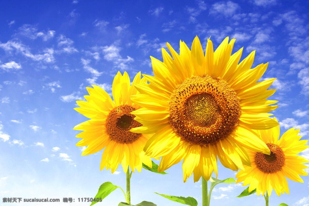 向日葵 美丽花朵 鲜花 花盘 黄色花朵 花瓣 黄色 花朵 花卉 花草 植物 蓝天 白云 天空 向阳花 生物世界 向日葵花