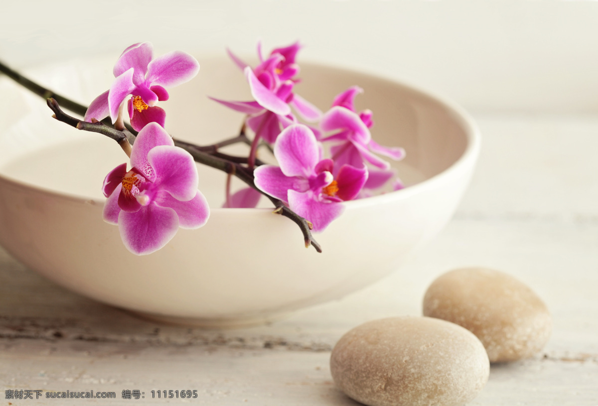 鹅卵石 蝴蝶兰 石头 花朵 花卉 植物 生活用品 生活百科