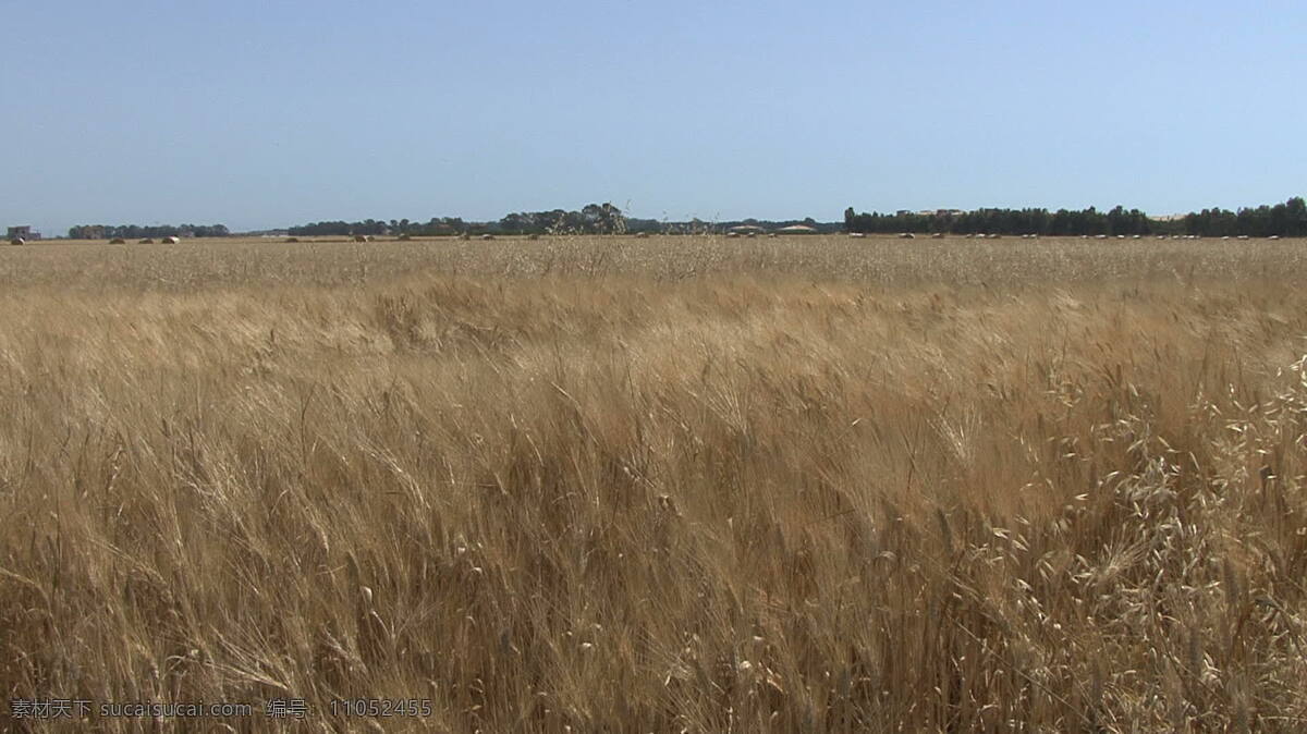 意大利 pulia 小麦 库存 录像 风景 谷物 景观 领域 视频 其他视频