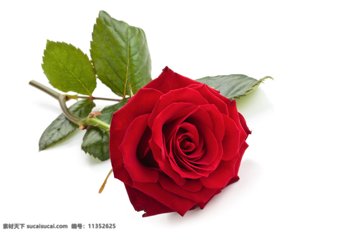 玫瑰花 情人节 植物花朵 美丽鲜花 漂亮花朵 花卉 鲜花摄影 花草树木 一支玫瑰花 生物世界 白色
