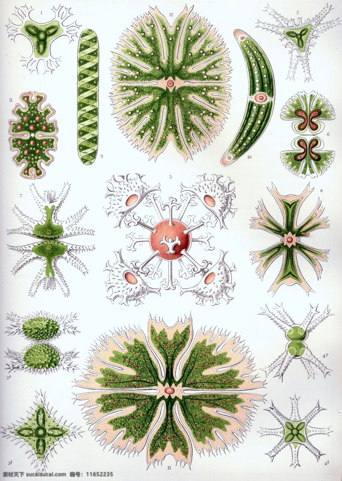 古生物 生物草图 平版印刷 恩斯特海克尔 生物 素描 绘画书法 文化艺术