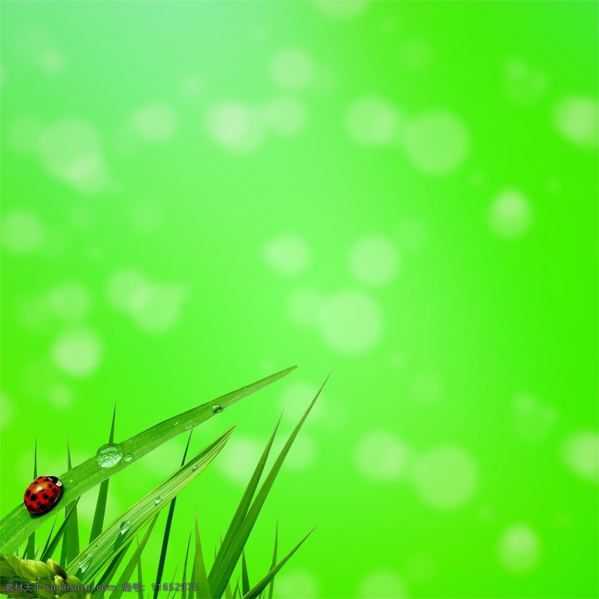 绿色 背景 草地 大自然 七星瓢虫 生物世界