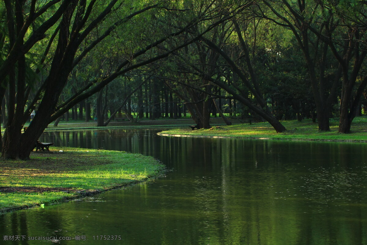 清澈小溪 小溪 清澈 树木 宁静 草地 林荫小道 绿色 自然风景 生物世界 旅游摄影