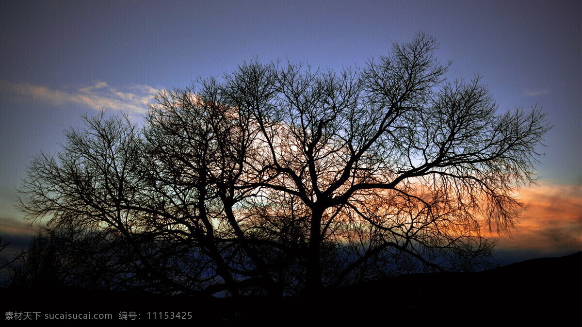 夕阳 风景 树木 天空 背景图片