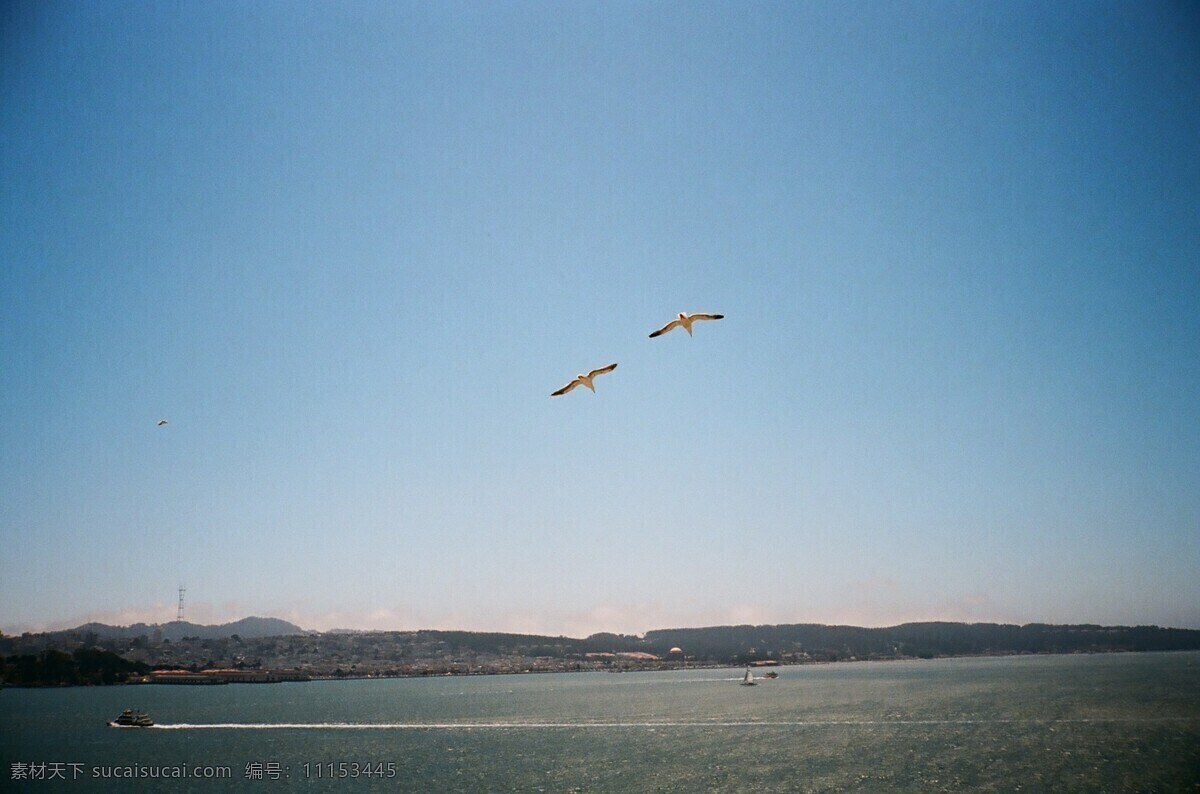 飞翔 港湾 观光 海岛 海港 海景 海鸥 海鸥飞翔 旧金山 美国 恶魔和天使岛 旅游 自然风光 自然风景 自然景观 风景 生活 旅游餐饮