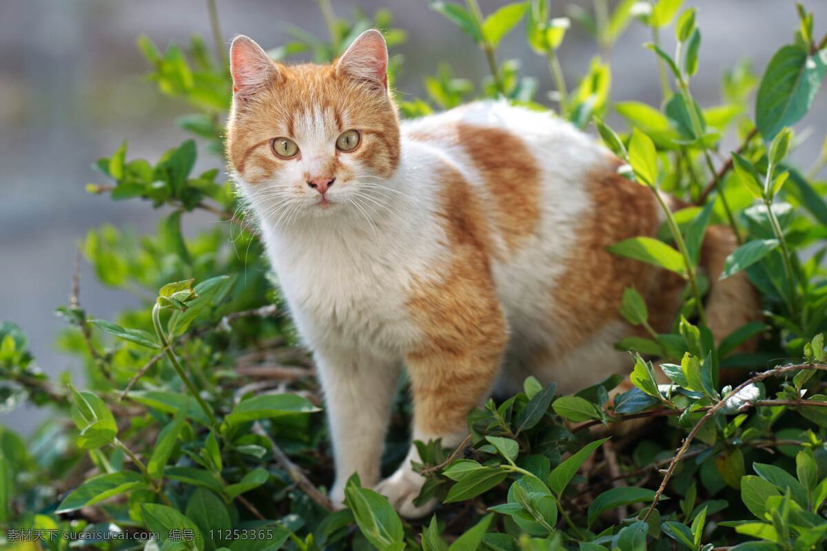 猫 野生动物 动物 宠物 温顺 摄影类 生物世界 家禽家畜 精美 爱护 萌宠 墙贴 保护宠物 可爱 活动 高清 大图 对峙 教育 对视 和睦 严肃 庄重 宠爱 森林 木材 鸟 野生鸟类 天鹅 羽毛 翅膀 飞行 季节性 鸟类