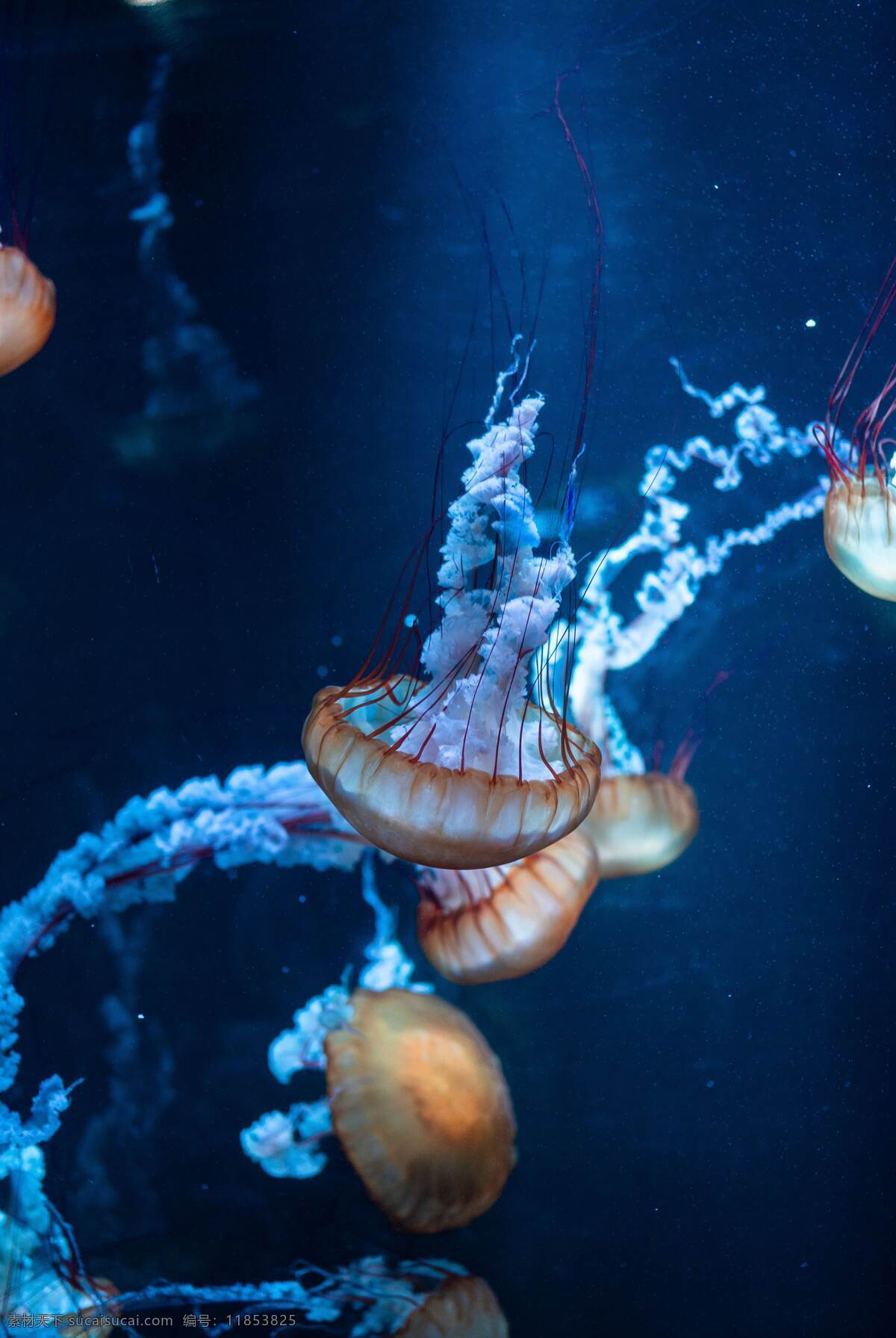 海洋馆 生物 多只水母 旅游 旅游摄影 海 国外旅游 生物世界 海洋生物