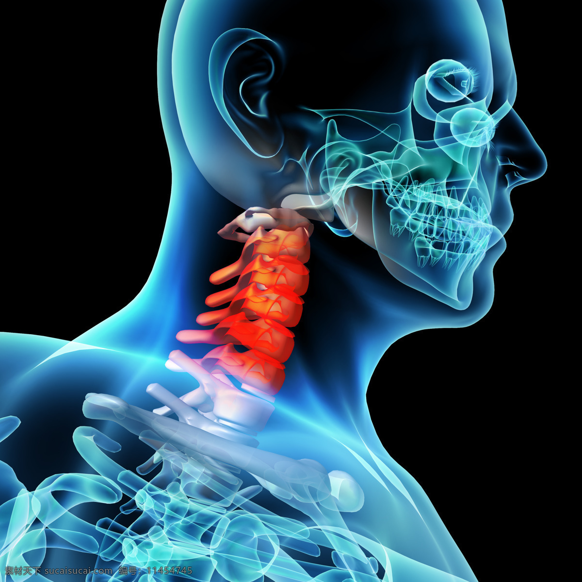 颈椎 肌肉 骨骼 结构 脊柱 人体结构 人体骨骼 人体肌肉 人体标本 人体构造 医学标本 科学研究 现代科技
