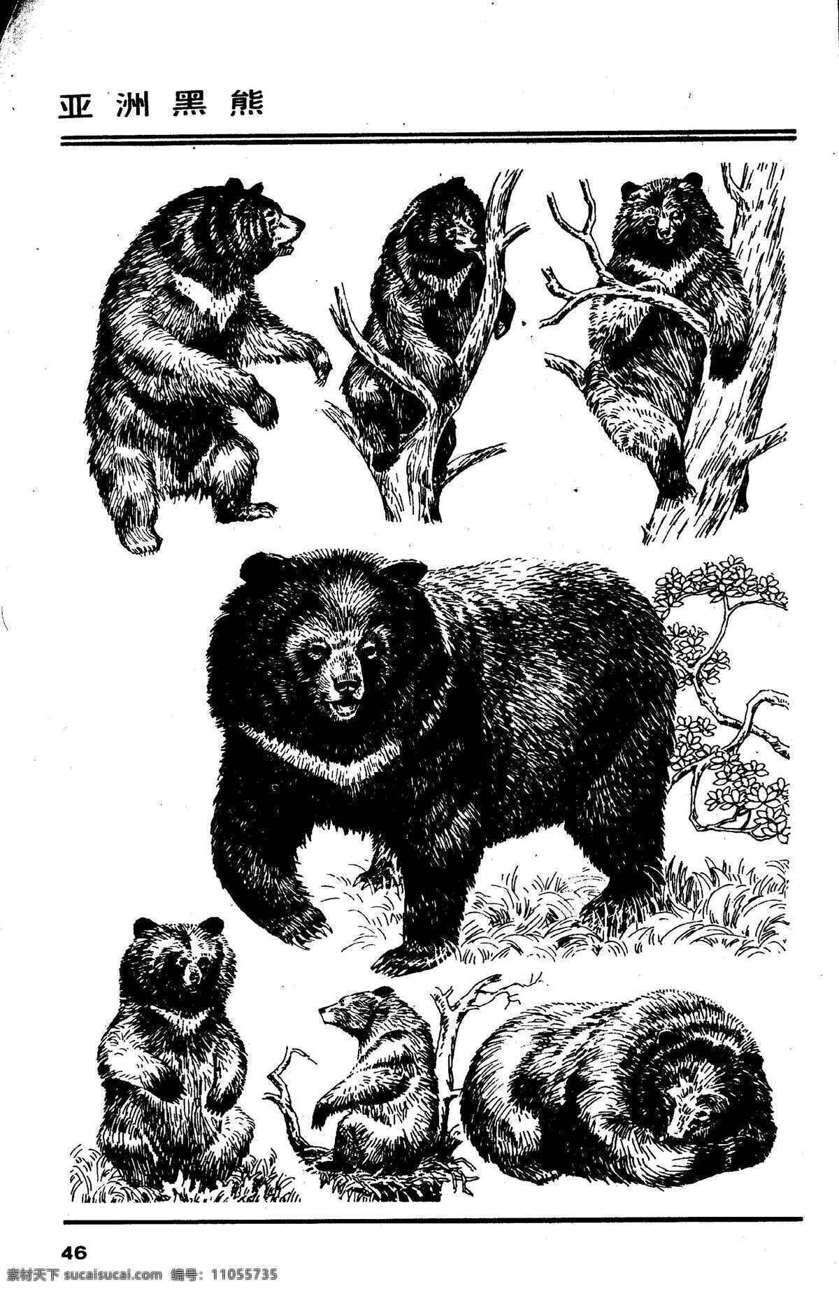 画兽谱43 亚洲黑熊 百兽 兽 家禽 猛兽 动物 白描 线描 绘画 美术 禽兽 野生动物 画兽谱 黑熊 熊 生物世界 设计图库