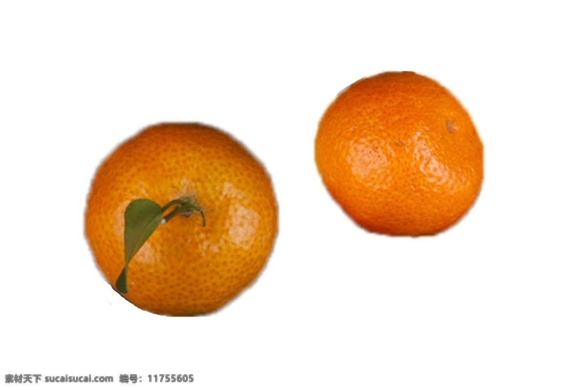 两个 新鲜 美味 橘子 甘甜 好吃 绿色 安全 野生 橘子树 成长 植物 美丽 水果 水分足
