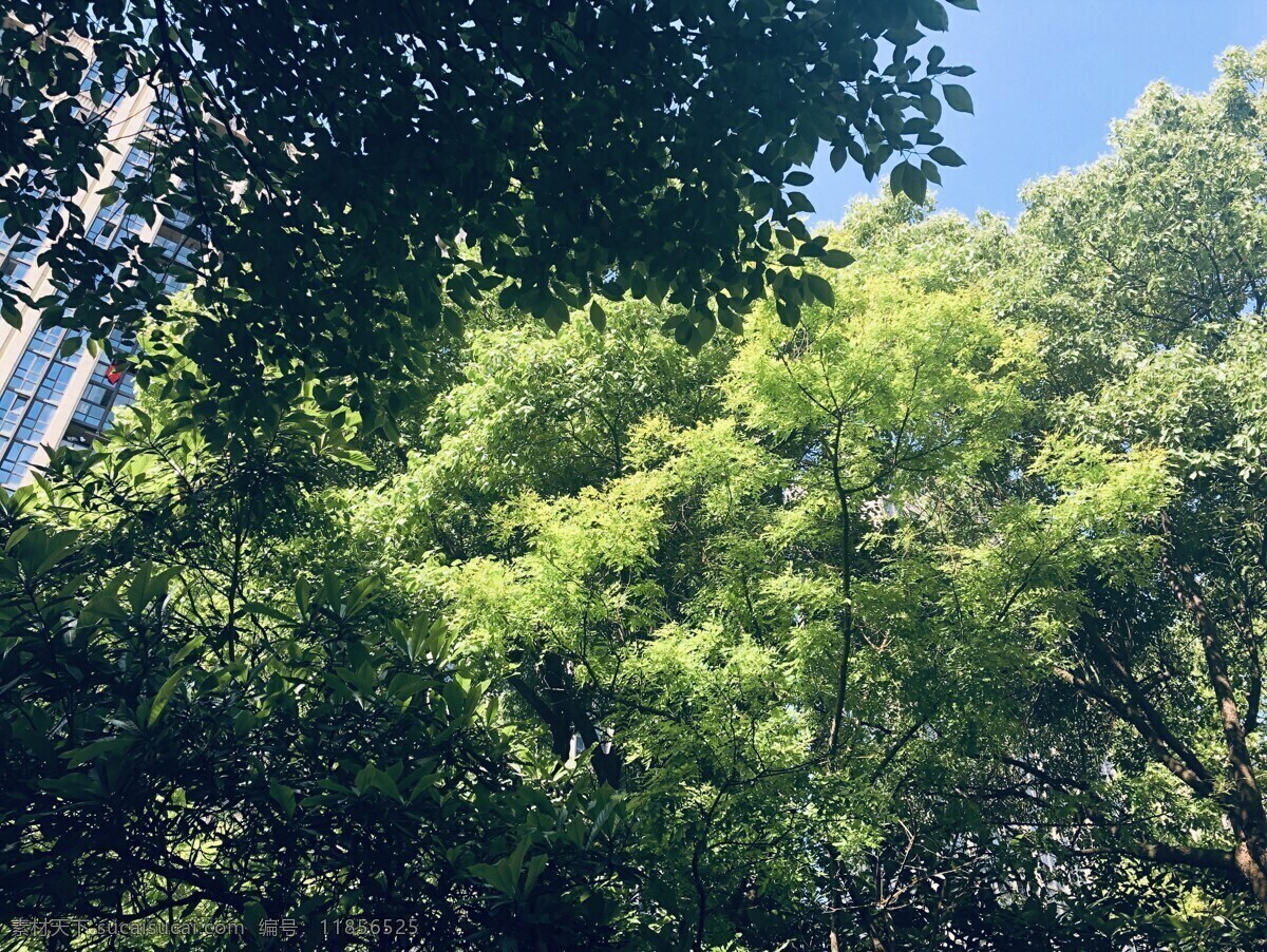树木 树叶 绿树 手机摄影 拍摄 手机拍摄 高清 树荫 绿色 自然景观 自然风光