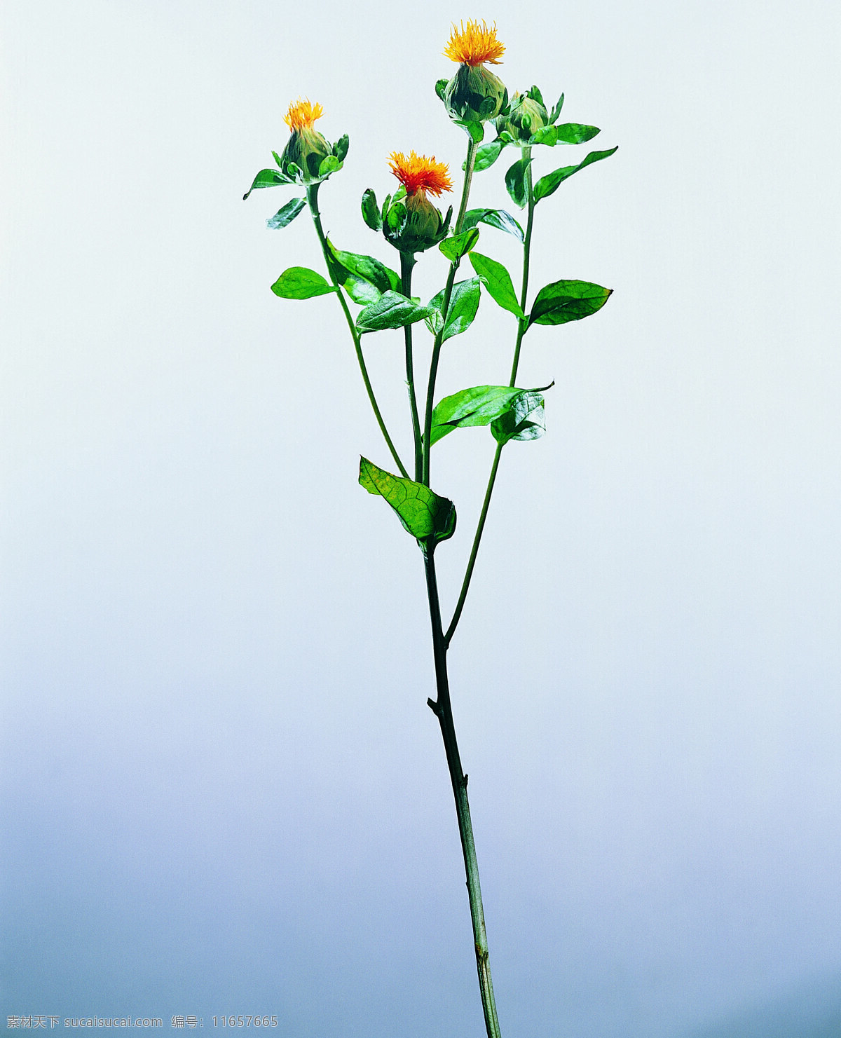 花 姿 花颜 百花世界 花瓣 花草 花朵 花蕊 全球 首席 大百科 一束花 花姿花颜花 生物世界