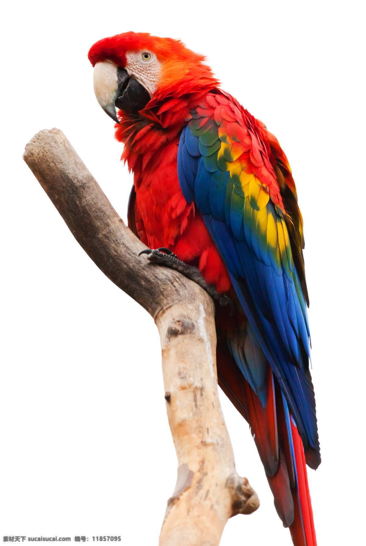 美丽 金刚 鹦鹉 可爱 鸟类 生物世界