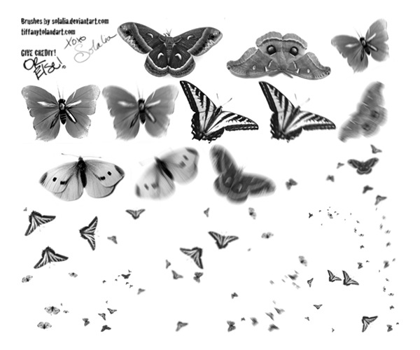 不同 蝴蝶 笔刷 ps 图象处理 软件 刷 abr 白色