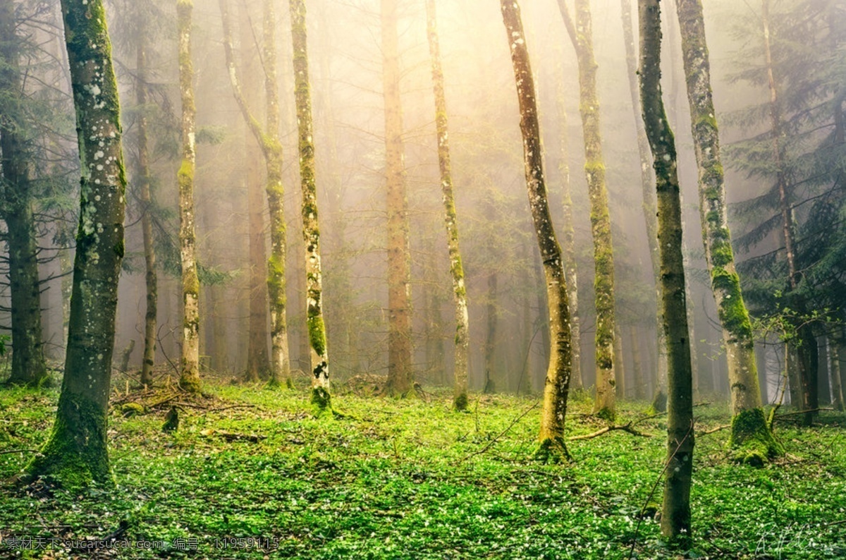 瑞士风景 绿色的小树林 瑞士 后 风光 摄影师 robinhalioua 阳光微照