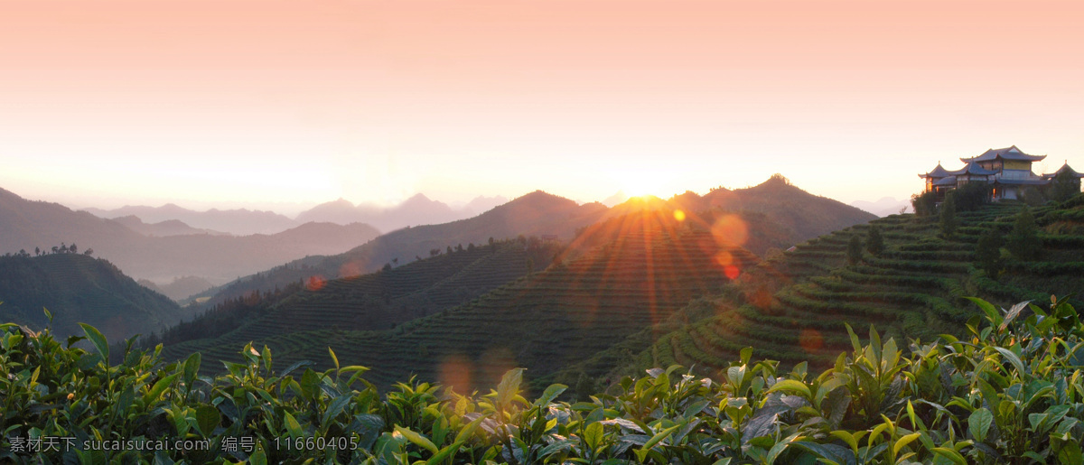 茶山日出 茶园 广西 凌云县 国家 农业旅游 示范点 景区 自然景观 山水风景 摄影图库