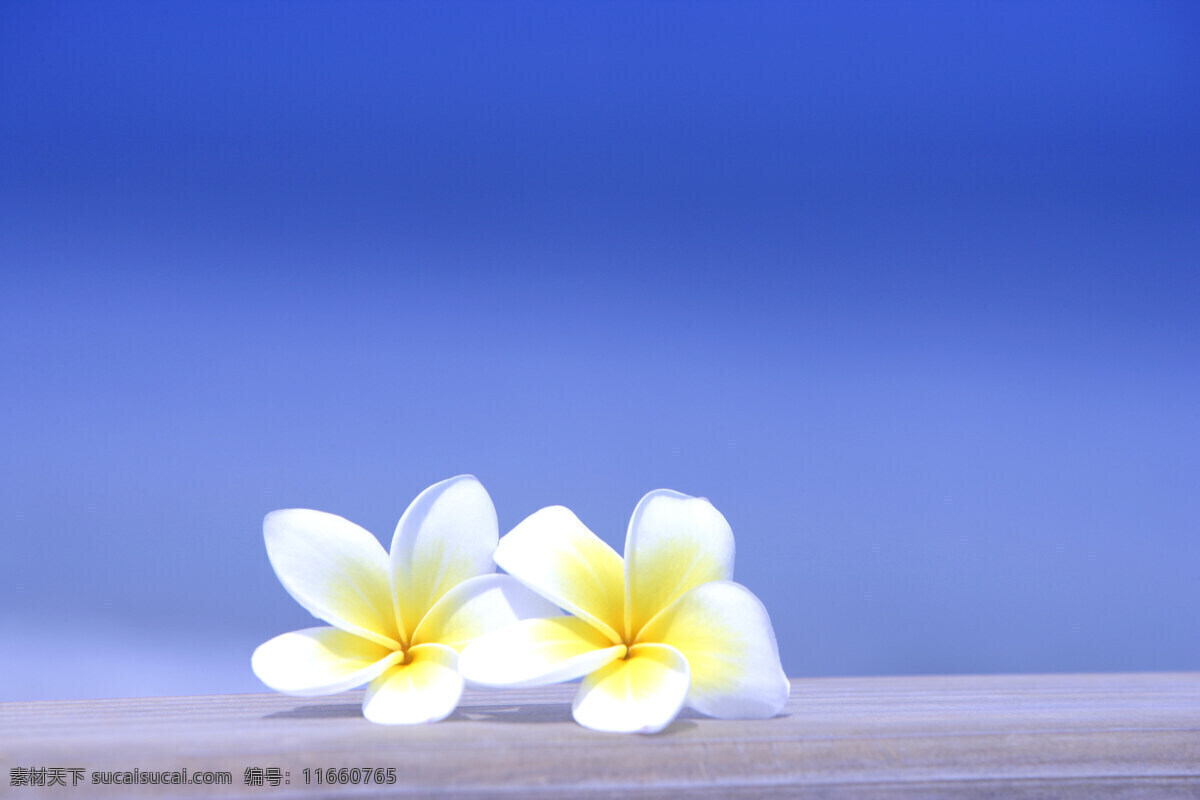 夏日 气息 风景 海边 海星 花 旅游 帽子 沙滩 鞋子 阳光 夏日气息 夏日用品 水 生活 旅游餐饮