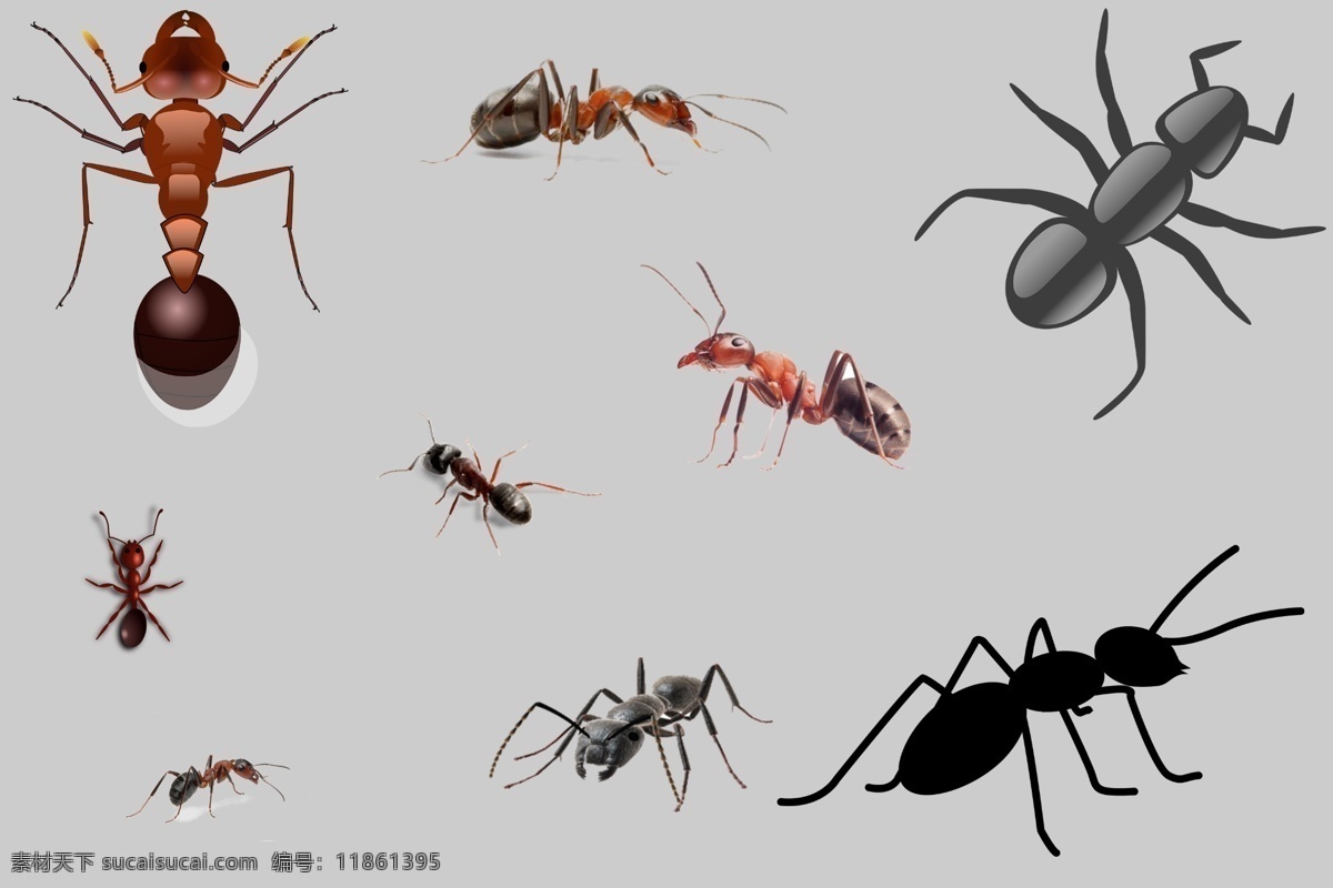 png素材 透明素材 蚂蚁搬家 黑蚁 白蚂蚁 小蚂蚁 大蚂蚁 昆虫 节肢动物 动物 小昆虫 非 原创 透明 合 辑 分层