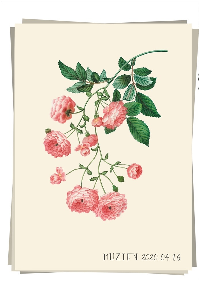 粉玫瑰 植物图鉴 玫瑰 玫瑰花 蔷薇科 花朵 花卉花语 宠爱 动 爱的宣言 花卉 生物世界 花草