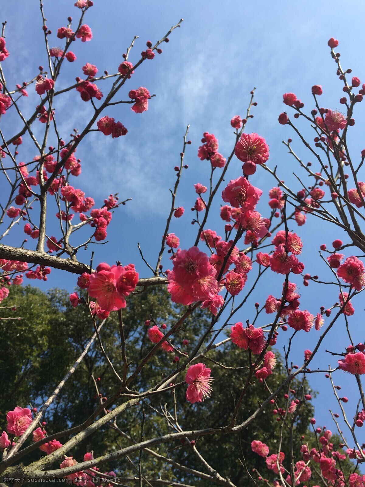 早春红梅 早春 二月 无锡 梅园 梅花 生物世界 花草