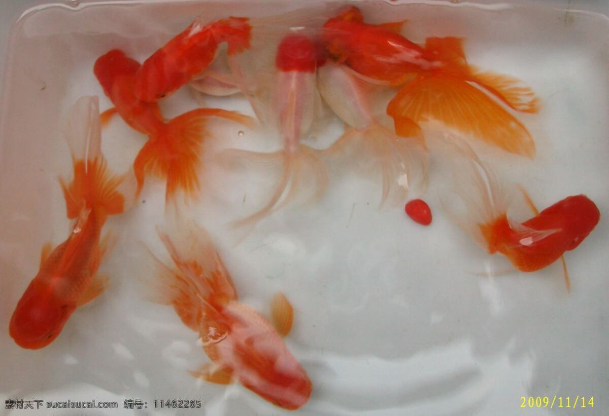 金鱼 红金鱼 红白相间 鱼类 生物世界