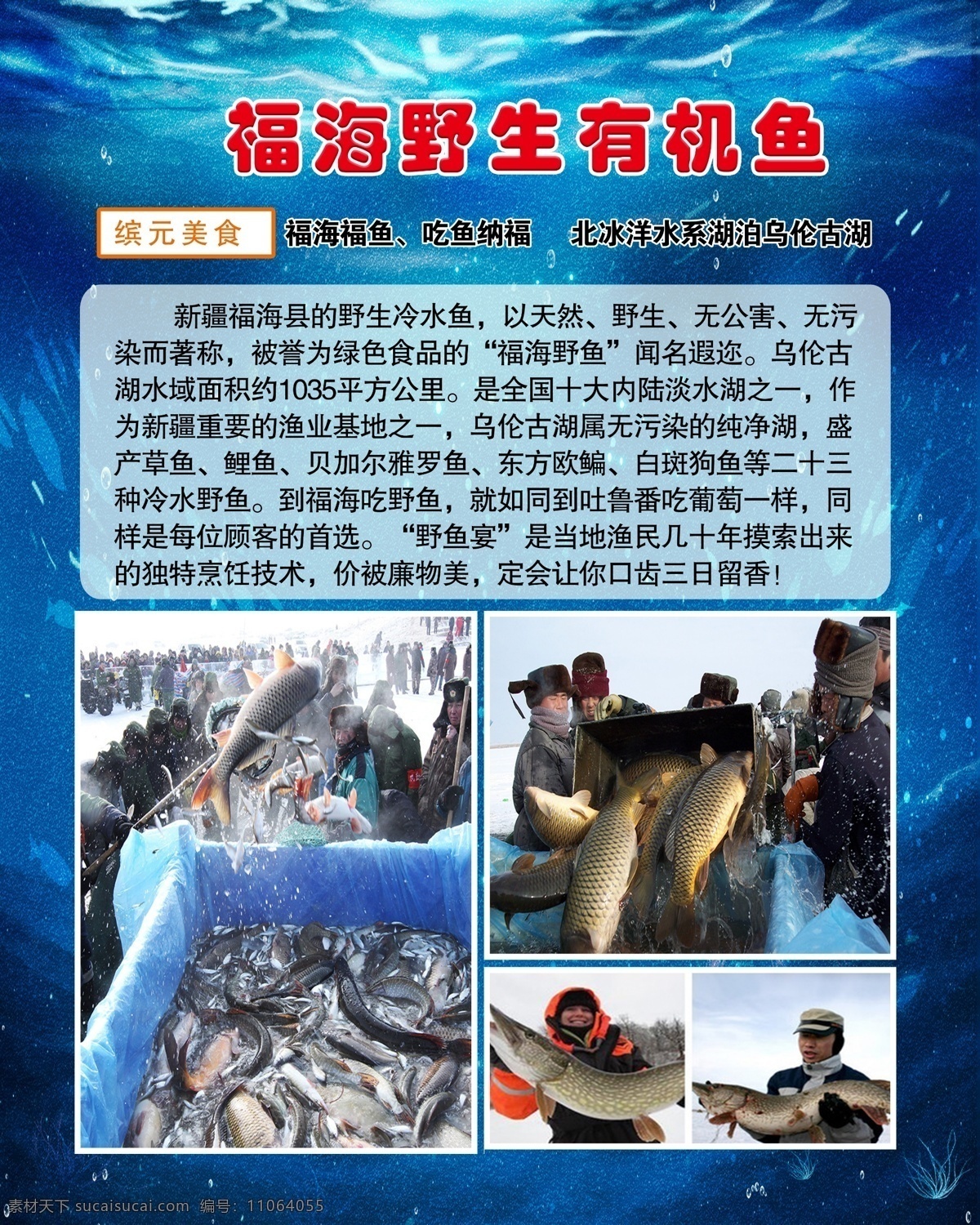 野生鱼介绍 福海野生鱼 野生鱼 介绍 有机鱼 美食