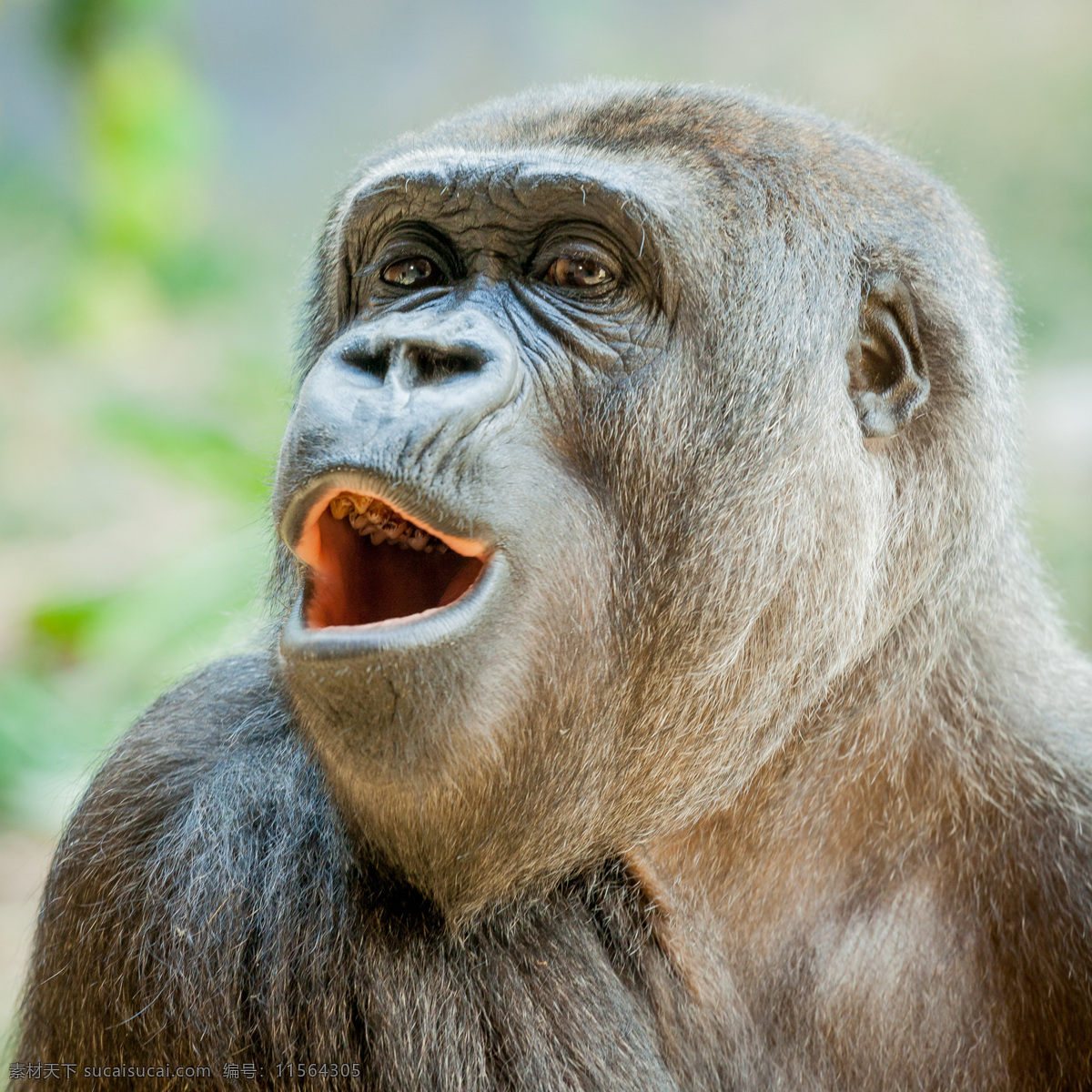 兴奋的猩猩 兴奋 猩猩 大猩猩 野生动物 动物世界 动物摄影 陆地动物 生物世界 灰色