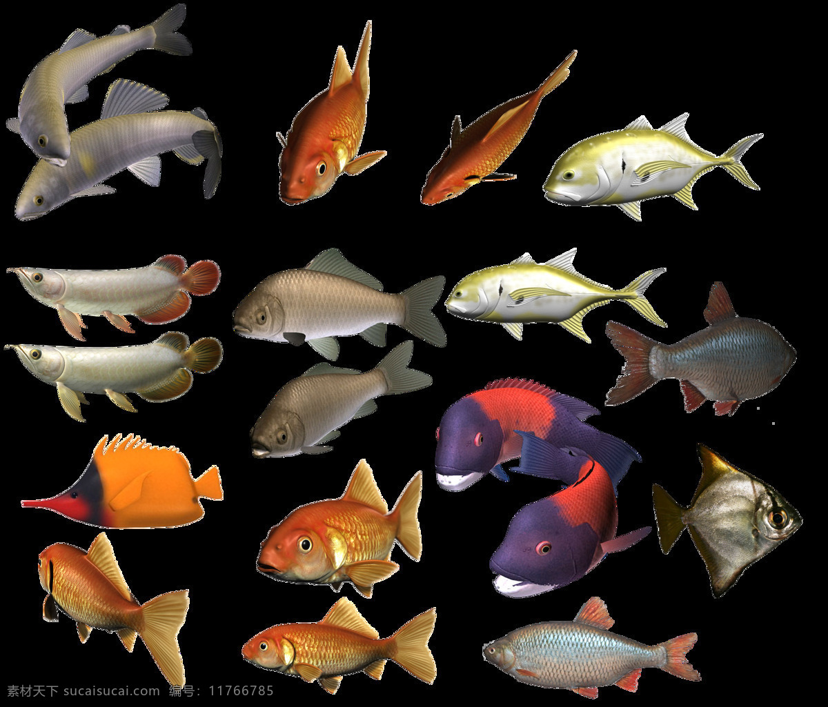 海洋鱼类 大集 合 元素 动物 海洋 鱼类