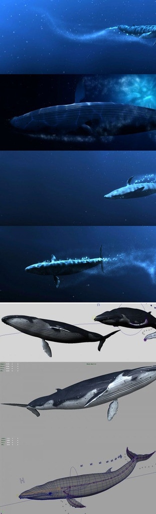 鲸鱼 精 模型 带 贴图 动画 3d 精模 maya 带贴图 带动画 三维 鲸鱼3d模型 鲸鱼精模型 其他模型 3d设计模型 源文件