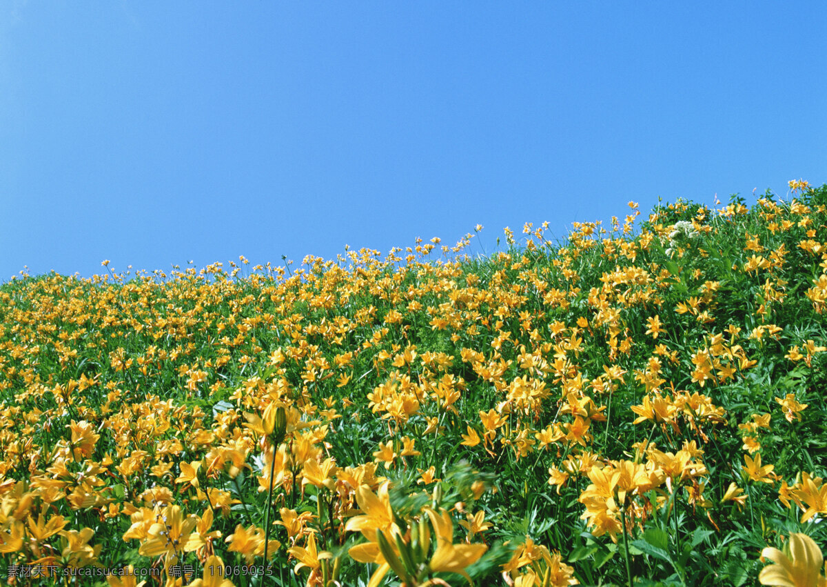 黄色 花丛 鲜花 黄色花丛 大片花海 生物世界