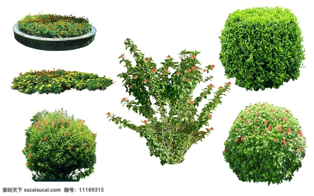 大波斯菊 大红花 园林景观素材 植物素材图片