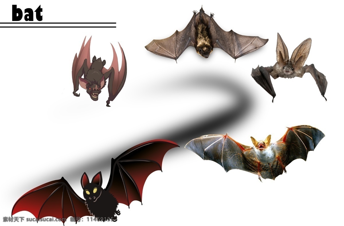 蝙蝠 病毒 传播 恶魔 瘟疫 动物 翅膀 海报 名片