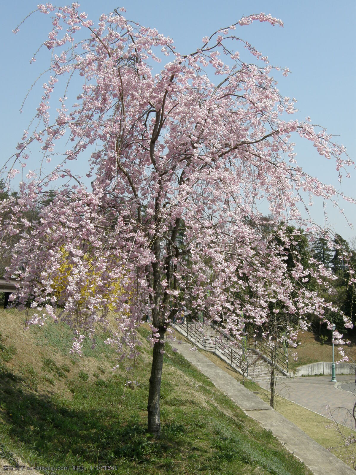 樱花 樱花背景 樱花标志 樱花底纹 樱花树 樱花图片 樱花恋歌 樱花的图片 樱花草 樱花节 风景 生活 旅游餐饮