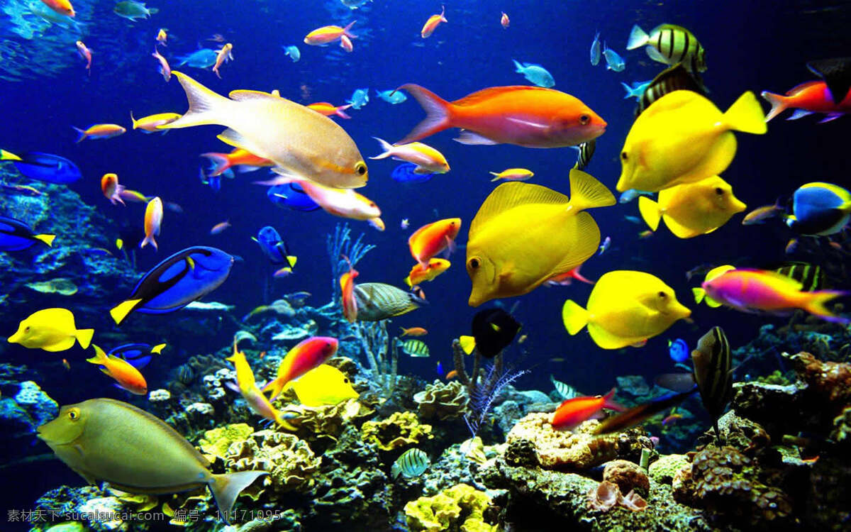 海洋生物 各种个样的鱼 海底世界 珊瑚礁 碧蓝的海水 鱼类 生物世界