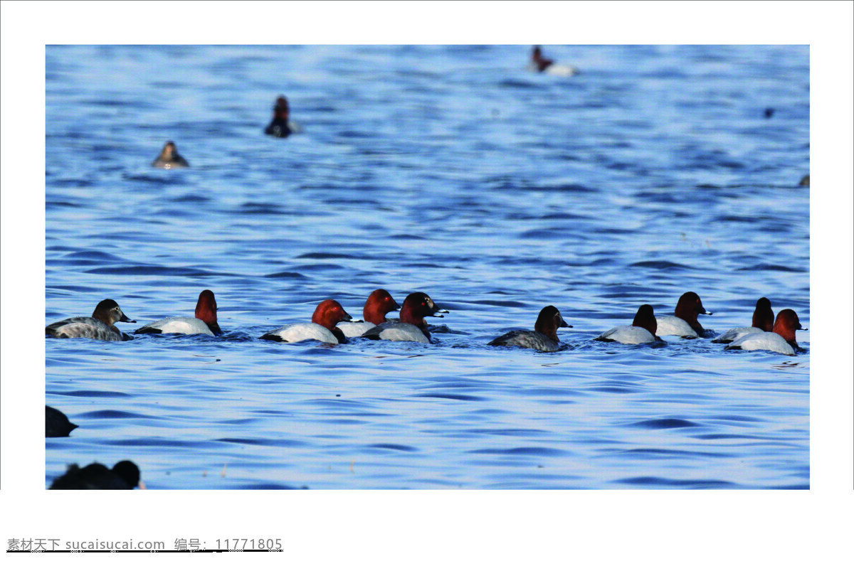 红头潜鸭 一群水鸭 红头鸭 矶凫 鸭子 野鸭 水中野鸭 水中倒影 休闲的鸭子 悠闲 自然