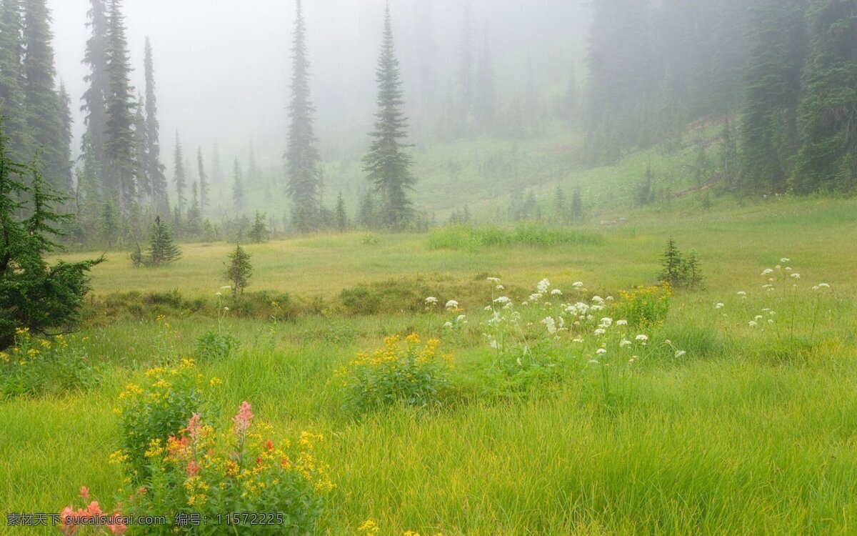 花丛 花海 花朵 小花 野花 风景 美景 大自然 手机壁纸 电脑壁纸 壁纸 大树 小树 树 自然 草地 蓝天白云草地 草原 蓝天 白云 背景 草原背景 蓝天白云 绿草地 高清 绿草 草地背景 蓝天草地背景 绿色草地 草地蓝天 绿草地背景 草地天空 高清草地 天空草地 草丛 自然风光 鲜花 天空 jpg图片 自然景观 山水风景