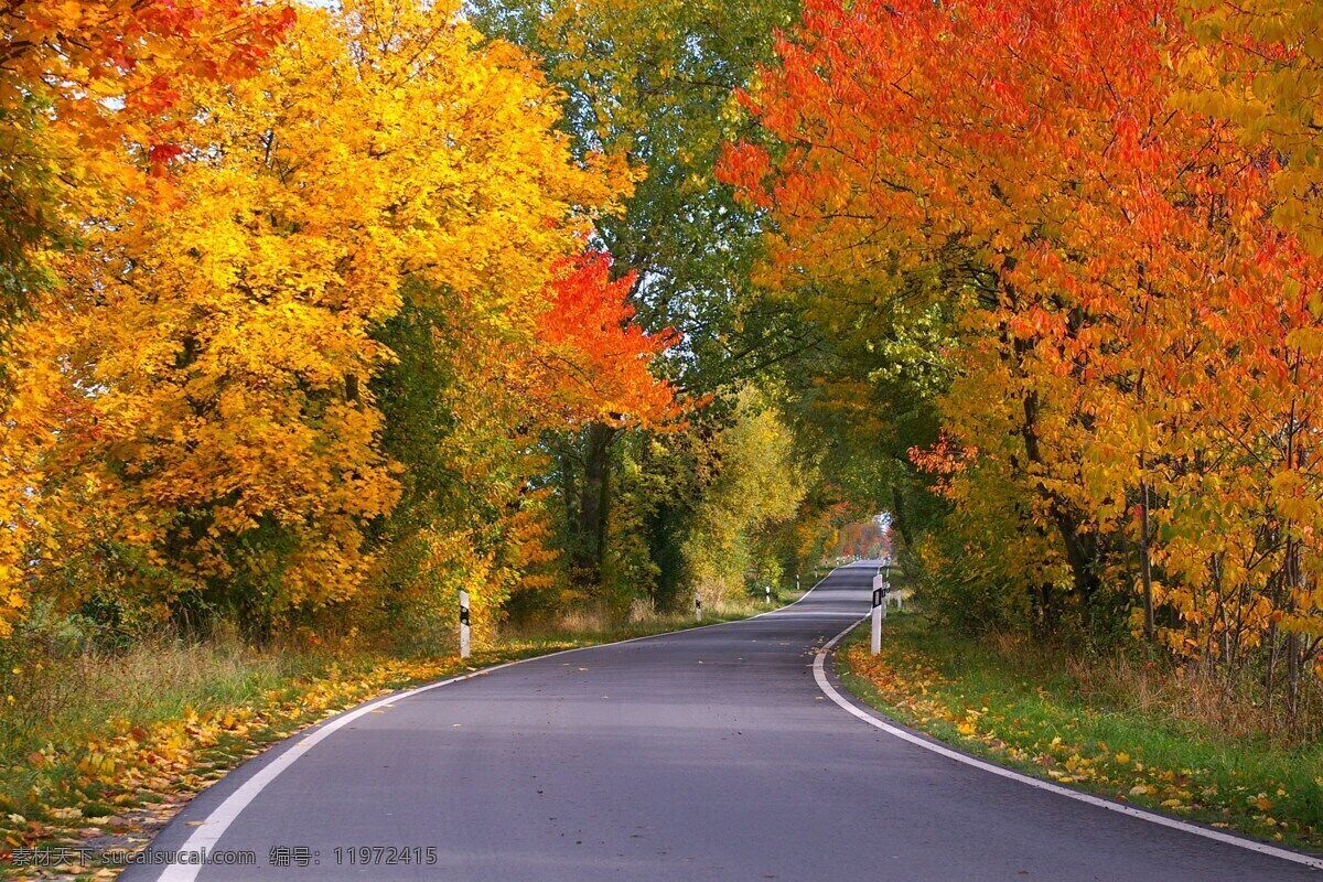 小路 树林 落叶 道路 公路 秋天 秋季 黄叶 森林 红叶 大树 自然景观 自然风景 户外 风景 系列