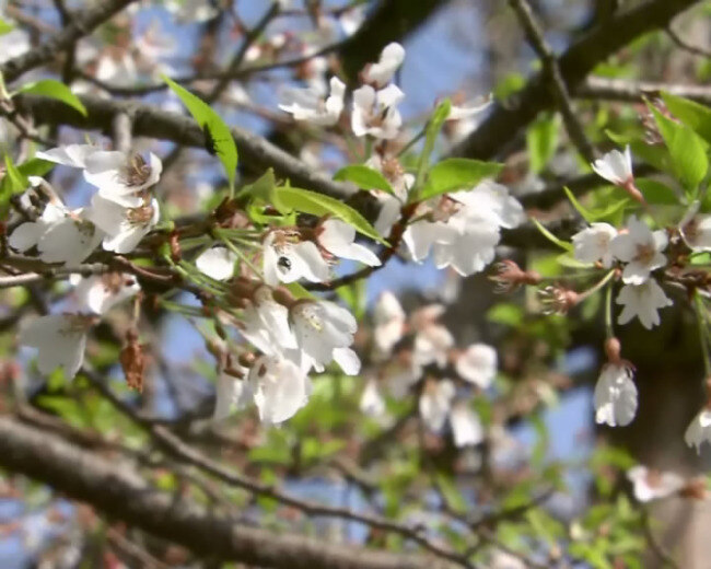 樱花 特写 日本 视频 视频素材 满 枝 风 摆 满地樱花瓣 wmv 樱花瓣 多媒体视频