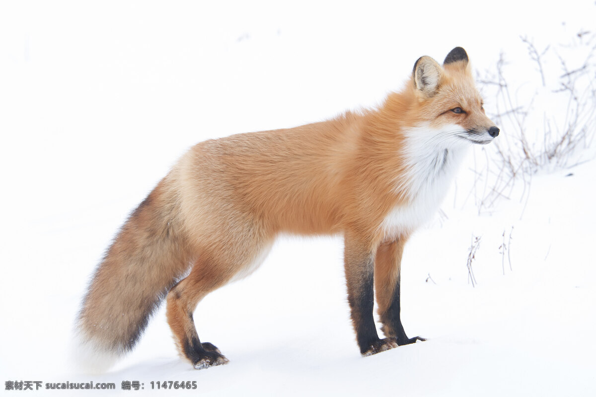 在雪2红狐狸 白色
