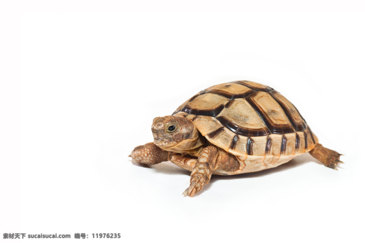 褐色 乌龟 海龟 水中生物 动物 野生动物 动物世界 动物摄影 生物世界