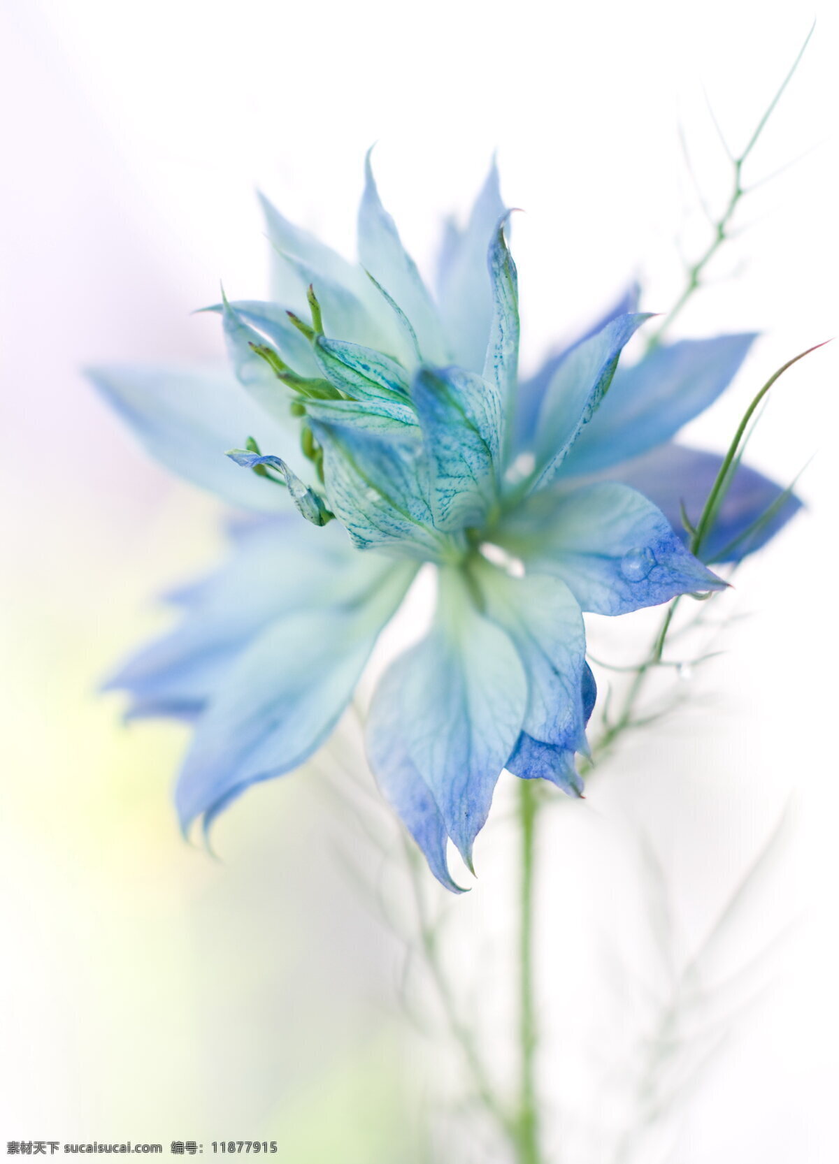蓝色 淡雅 花朵 蓝色花朵 淡雅花朵 鲜花 花瓣 唯美花朵 素雅花朵 花卉 花草 植物 静物花朵 生物世界 白色