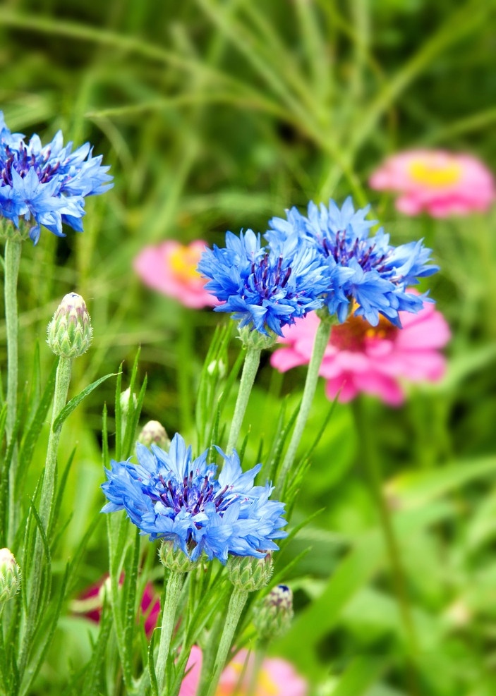 矢车菊 湿地 自然景观 蓝色的花 花卉 花草 生物世界