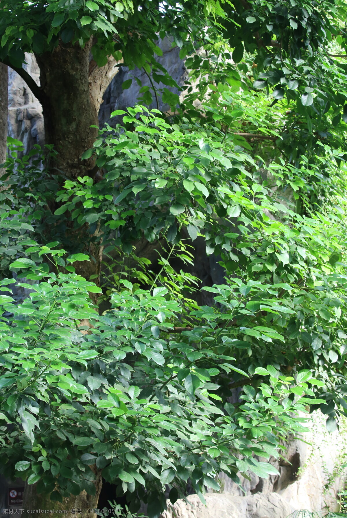 重阳木 观赏树木 温室风景 观叶植物 温室花卉 园林绿化 花叶 枝叶 叶片 花卉 绿化景观 植物 树木树叶 生物世界