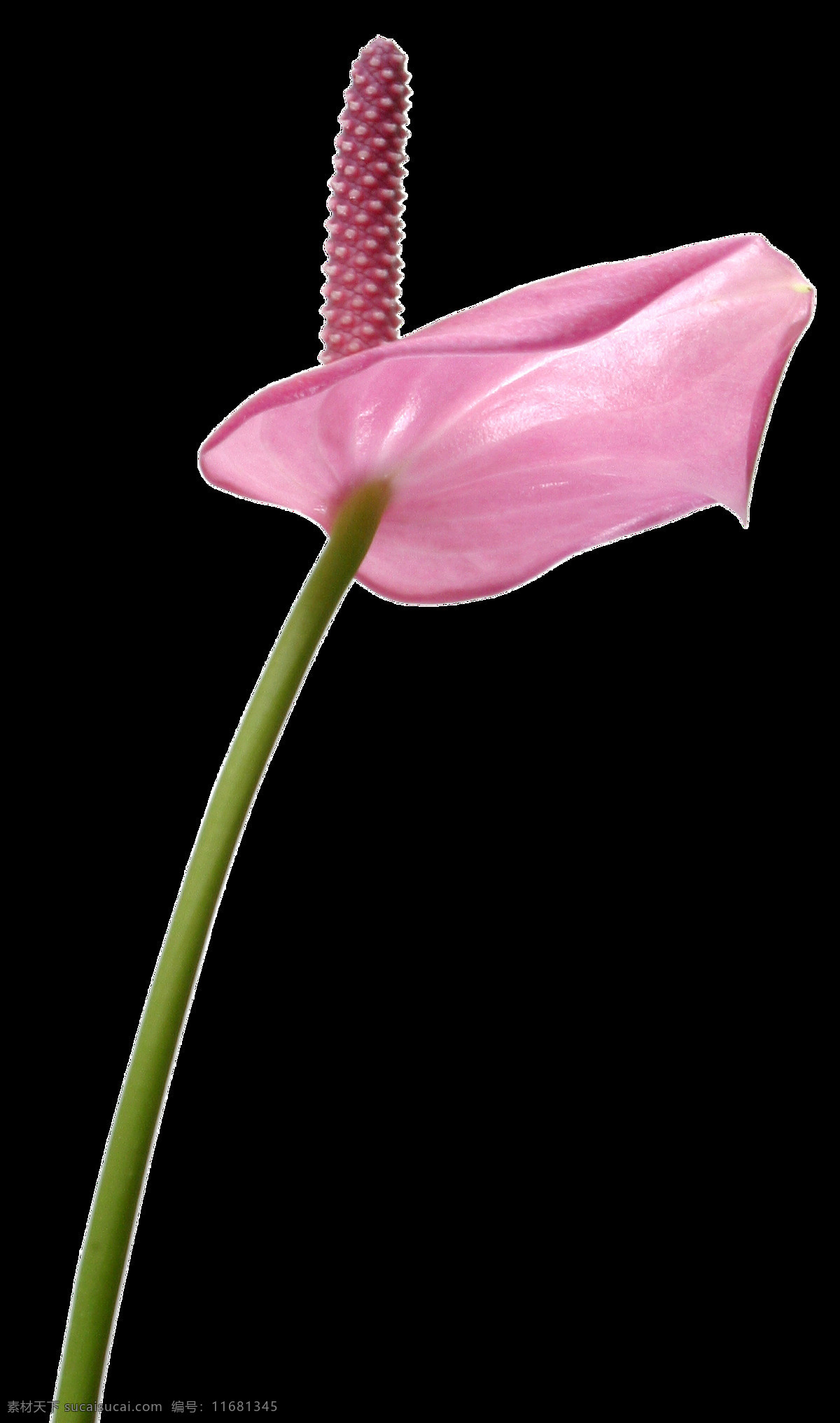 粉色 一帆风顺 元素 植物