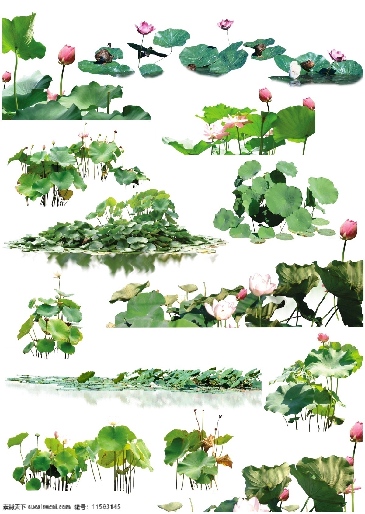 种 荷花 抠 图 实景 睡莲 荷叶 绿色植物 水养植物 分层 源文件