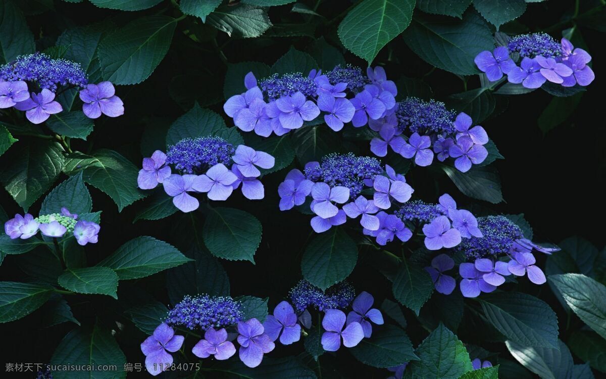 紫罗兰 植物 拍摄 清新 自然 摄影图片分享 生物世界 花草