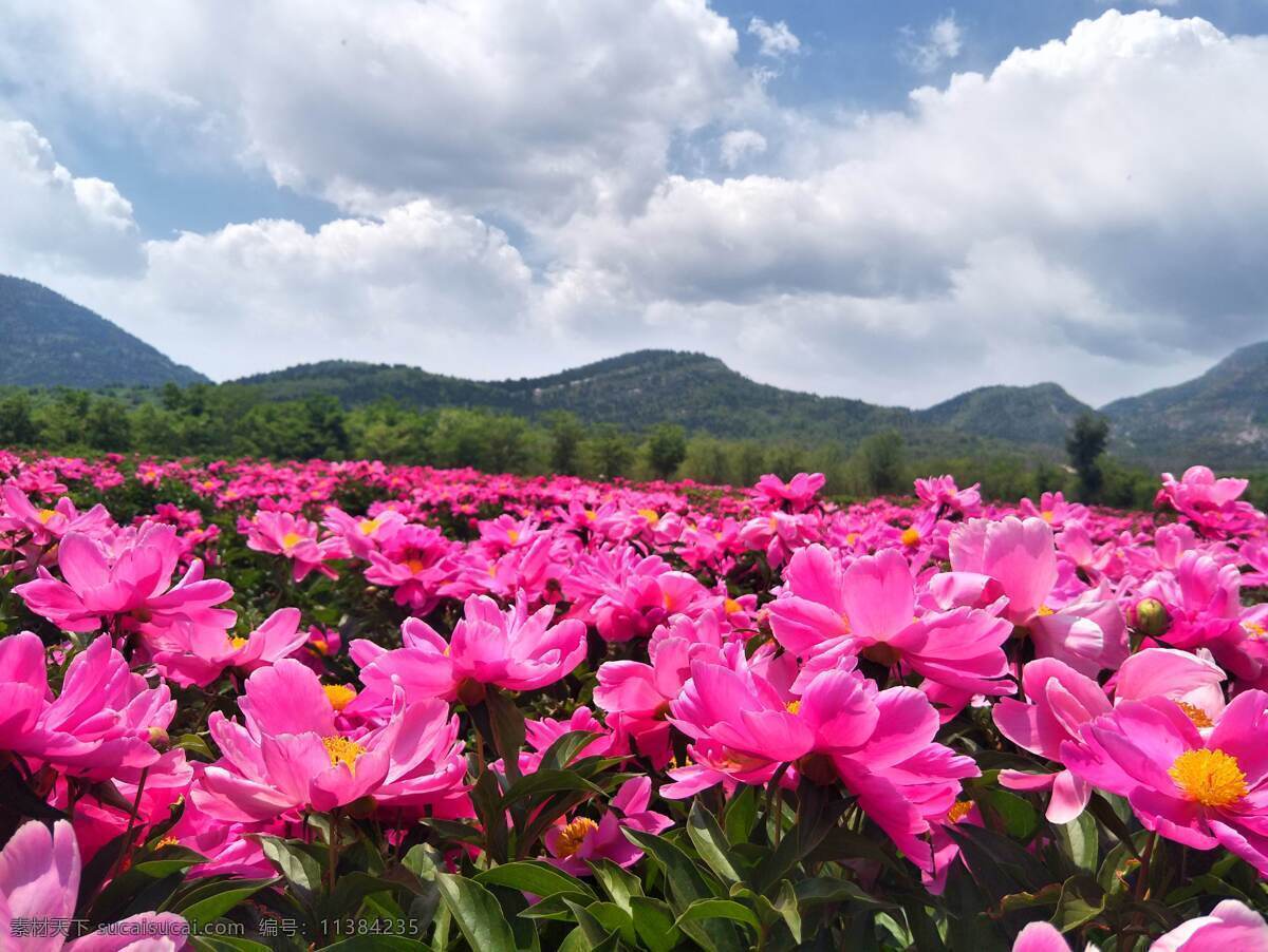 芍药花 花朵 鲜花 粉色 花海 盛开 远山 天空 蓝天 白云 生物世界 花草