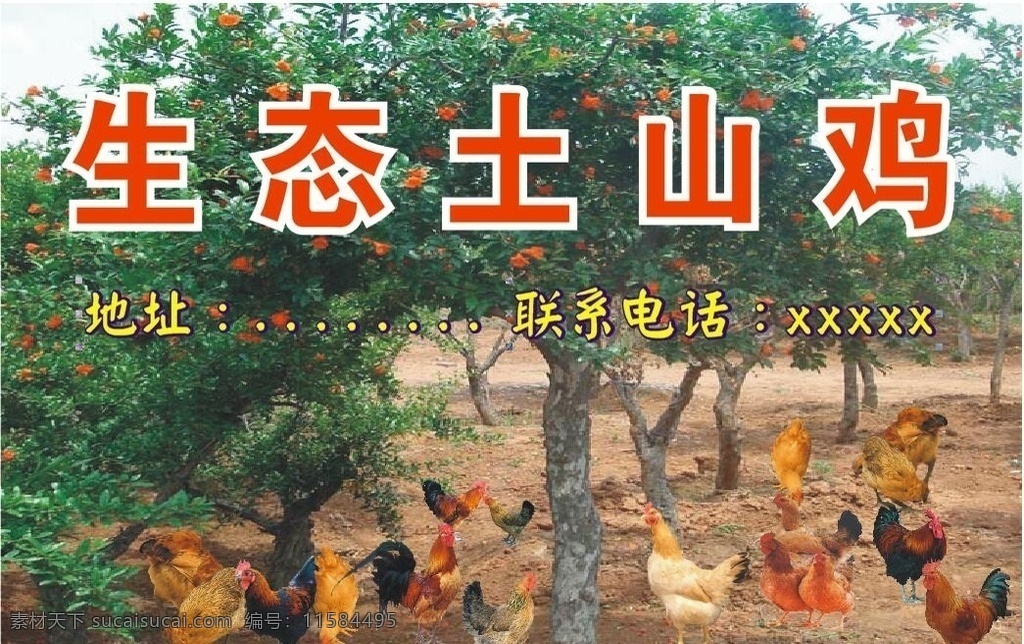 生态土鸡宣传 售土鸡 宣传册 土山鸡图片 卡片 展板模板