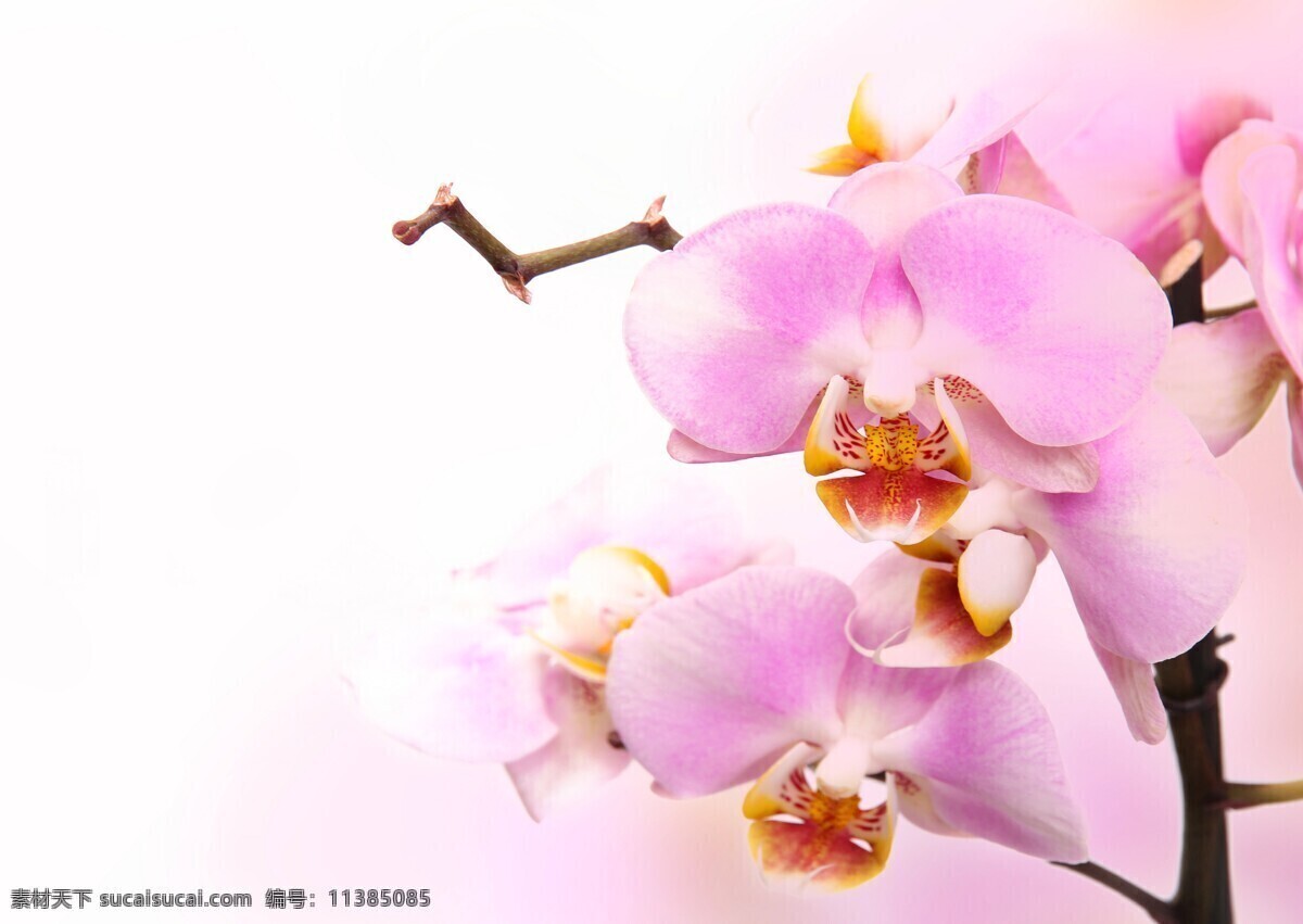 蝴蝶兰 兰花 鲜花 花朵 花瓣 唯美 鲜艳 花蕾 花蕊 一枝花 背景 粉色 花草 生物世界